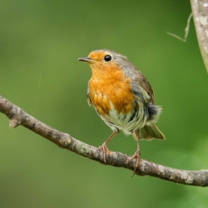 Redwell   June   2016 (652 Of 659).jpg